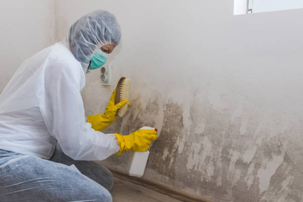 Best Mold Damage Restoration  in Greenfield, CA