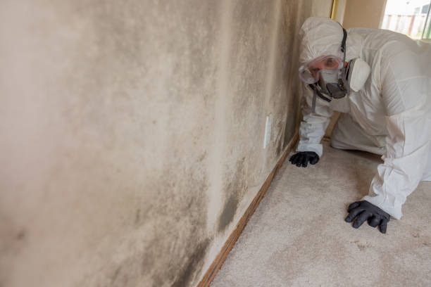 Best Comprehensive Air Testing for Mold Contaminants  in Greenfield, CA